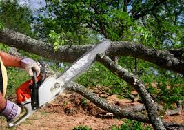 How Our Tree Care Process Works  in  Combee Settlement, FL