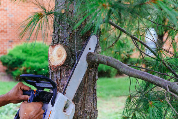 Combee Settlement, FL Tree Removal Company